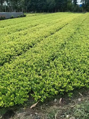梧州景观园林绿化工程